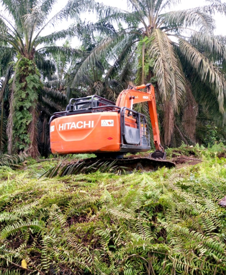 Alat Berat Arara Abadi Tumbangkan Sawit Produktif Eks PT Bina Pitri Milik KSO Agrinas