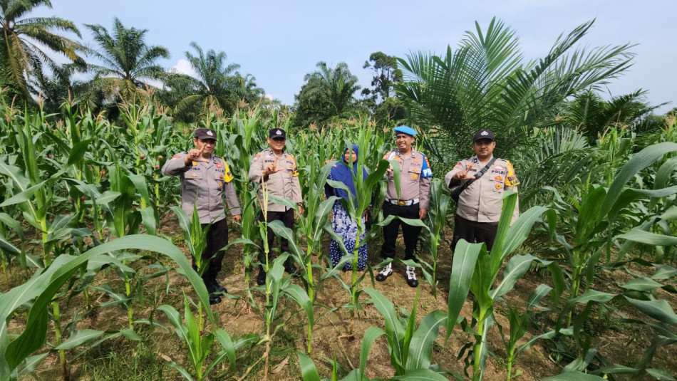 Polsek Rambah Turun ke Lahan Jagung, Perkuat Ketahanan Pangan di Tengah Ancaman Krisis Global