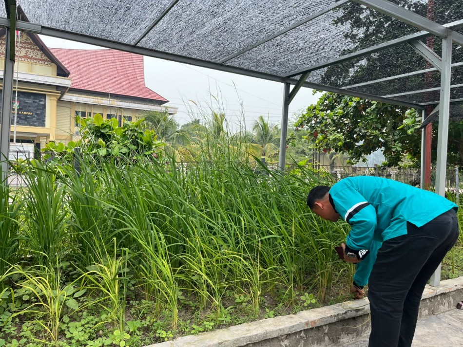 Kuniong Ancak dan Sikapau Kampa Dikembangkan, Kampar Bidik Tiga Kali Panen Setahun